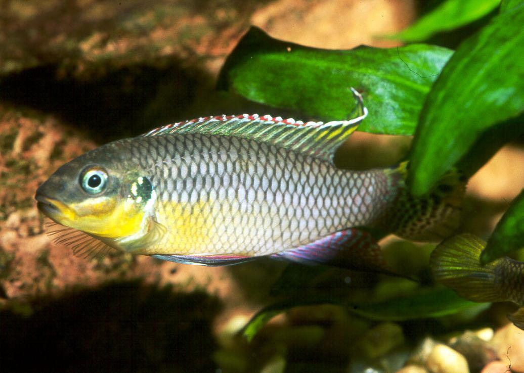 Pelvicachromis taeniatus